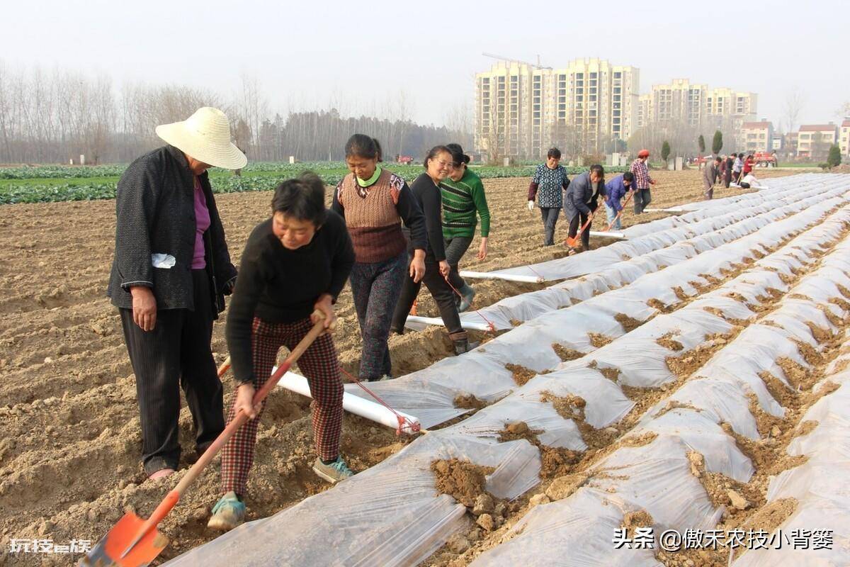 黑地膜和白地膜哪个效果好点(秋冬季节种植选择身颜色地膜)-图片3